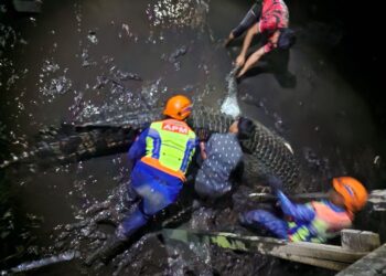 ANGGOTA APM menarik bangkai  buaya yang ditembak mati di Kampung Desa Bajau, Lahad Datu pada Isnin-IHSAN APM