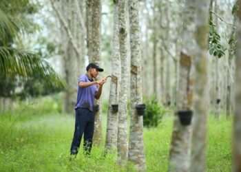 MESKIPUN hidup serba kekurangan dengan menoreh getah pada sebelah pagi bagi menampung kehidupan keluarga namun
tidak menghalang Zaiman Megat Abu menyinar di pentas antabangsa dengan memperolehi pingat Emas pada Kejohanan Olahraga Pekak Asia-Pasifik Ke-1 di Tehran, Iran baru-baru ini di Kampung Padang Telela, Pauh, Arau, Perlis semalam.-UTUSAN/IZLIZAN OTHMAN