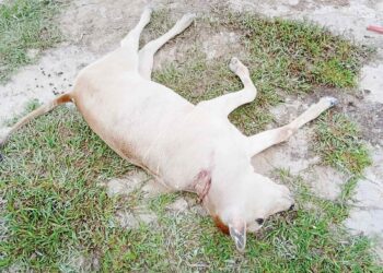SALAH seekor anak lembu milik penternak di  mati dipercayai dibaham harimau kumbang di Kampung Bukit Beruk, Lintang, Dungun, baru-baru ini. – UTUSAN/NIK NUR IZZATUL HAZWANI NIK ADNAN
