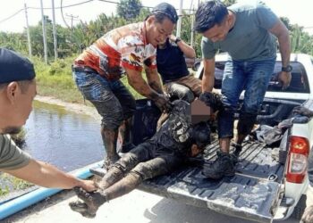 SUSPEK yang melarikan diri dari lokap berjaya diberkas di kawasan paya bakau di Tuaran hari ini