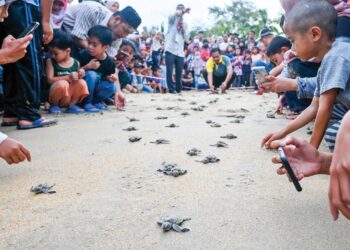 JABATAN Perikanan melepaskan anak penyu agar dan karah pada setiap tahun dalam usaha untuk memastikan penyu tersebut kekal membiak pada masa akan datang. – UTUSAN/PUQTRA HAIRRY ROSLI