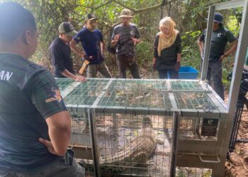 BUAYA tembaga yang berjaya ditangkap  di Tasik Kiambang, Serendah, Selangor, semalam.