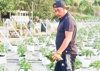 MOHAMAD Helmi Muhammad Rozi mengusahakan tanaman sayur fertigasi di ladangnya di Kuala Kangsar, Perak. - UTUSAN