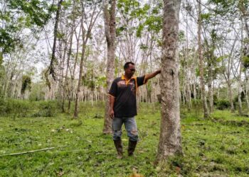 INDUSTRI kayu getah mempunyai potensi besar untuk dimajukan sekiranya penyelidikan dan pembangunan dilakukan dengan sebaik mungkin-UTUSAN/ROHANA ISMAIL