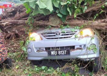 KEADAAN pokok yang menghempap sebuah kereta dan motosikal sehingga menyebabkan dua lelaki maut di Kampung Lembah Jaya Utara, Ampang petang tadi. - IHSAN BOMBA