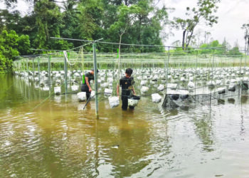 KEADAAN kebun metimun milik Mohd. Arri Faie Yusof, yang ditakungi air lebih sebulan di Kampung Bunut Sarang Burung, Tumpat, Kelantan.- UTUSAN/ ROSLIZA MOHAMED