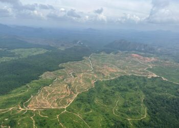 PENEROKAAN hutan di Gua Musang, Kelantan didakwa menjadi faktor krisis manusia dengan hidupan liar. -UTUSAN/AIMUNI TUAN LAH.