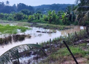 TANAMAN serai Hasnoladie Bahari yang musnah ditenggelami air banjir di  Kampung Sungai Bioh, Lenggeng, Seremban, - UTUSAN/NUR SHARIEZA ISMAIL