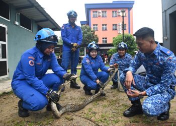 MOHD. Hafiz Asikin (kanan) melihat seekor ular spesies sawa batik yang ditangkap di Ibu Pejabat APM Negeri Terengganu, Kuala Nerus, hari ini.- UTUSAN/TENGKU DANISH BAHRI TENGKU YUSOFF