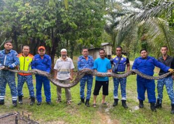 ANGGOTA APM dan penduduk menunjukkan ular sawa yang berjaya ditangkap di Kampung Pelandan, Hulu Terengganu, hari ini. - UTUSAN/NOOR HAYATI MAMAT