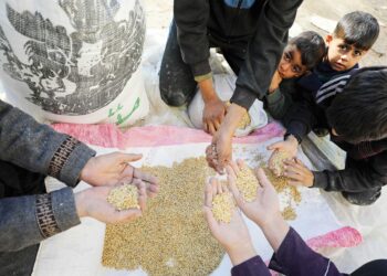 Kanak-kanak Palestin di Gaza mengasingkan gandum untuk dijadikan makanan ketika wilayah bergolak itu kini berhadapan krisis kebuluran akibat bekalan makanan yang semakin berkurangan. - AFP