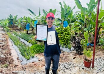 ABDUL MU’IZ Hanafiah meninggalkan bidang kejuruteraan untuk menjadi usahawan pisang di Kampung Sawah Dato’, Mersing, Johor.
