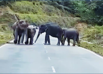 KAWANAN gajah liar ‘bersantai’ dan membuang najis di atas jalan raya antara Kampung Pagi-Kampung Kuala Sat berdekatan Kuala Sat di Jerantut, Pahang. – UTUSAN/HARIS FADILAH AHMAD