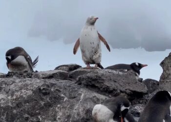 PENGUIN Gentoo putih ditemukan berhampiran pangkalan González Videla Antartika di Antartika.-AGENSI