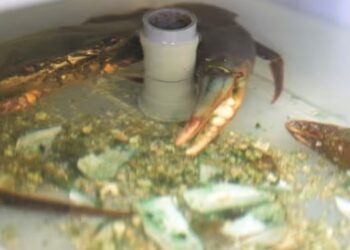 MEMELIHARA ketam   amat mudah kerana spesies makan apa sahaja
