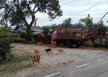 BEBERAPA ekor anjing berkeliaran di hadapan rumah penduduk di Kampung Parit Dato' Onn, Pulai Sebatang, di Pontian.