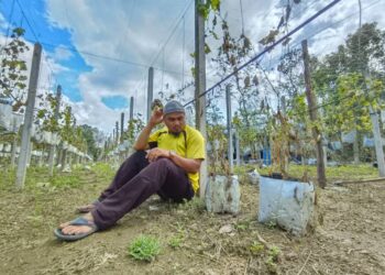 MOHD. Nor Hafiz Mohd. Nor melihat  tanaman mentimun secara fertigasi miliknya yang ditenggelami banjir di Kampung Telaga Mas, Rantau Panjang, Kelantan. – UTUSAN/YATIMIN ABDULLAH