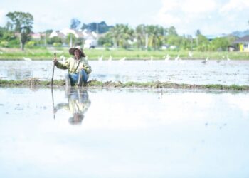 PESAWAH menggesa kerajaan menyiasat secara lebih serius dan mengambil tindakan sewajarnya terhadap kartel padi.