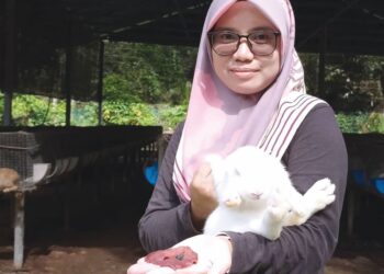 NUR HIDAYAH SHAARANI menunjukkan hempedu arnab (warna hitam) yang dikatakan mampu mengatasi masalah pasangan suami isteri yang sukar mendapat anak di Kampung Sungai Lampam, Teluk Intan semalam. - UTUSAN/MEGAT LUTFI MEGAT RAHIM