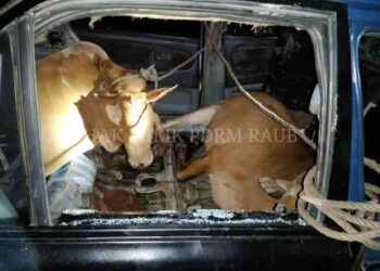 DUA ekor lembu ditemukan dalam sebuah kereta Proton Wira Aeroback dipercayai dicuri empat suspek lelaki di Ladang Sawit Krau Empat di Raub, Pahang. - FOTO/IHSAN IPD RAUB