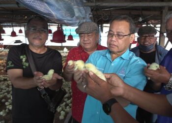 ABDUL FATTAH Abdullah (tiga dari kiri) memegang anak ayam ketika melawat ladang perintis ternakan milik Koperasi Keluarga Haji Yunus di Kampung Raja, Songsang di Temerloh, Pahang. - UTUSAN/SALEHUDIN MAT RASAD