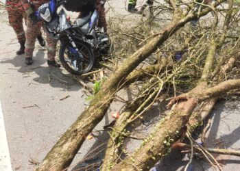 POKOK setinggi 10 meter tumbang menghempap seorang lelaki mengakibatkan mangsa patah kaki di persimpangan Taman REM, Jalan Kota Tinggi.
