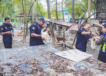 ANGGOTA penguat kuasa Majlis Perbandaran Ampang Jaya (MPAJ) merampas ayam dalam serbuan di kawasan penternakan haram ternakan ayam dan itik di Taman Bukit Permai, Ampang, semalam. 