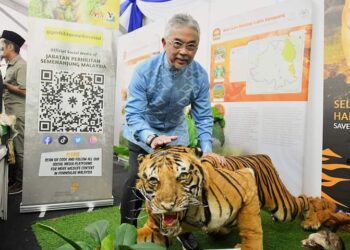 AL-SULTAN Abdullah Ri’ayatuddin Al-Mustafa Billah Shah melihat seekor Harimau Malaya yang sudah diawet ketika melawat pameran sempena pelancaran Lipis Geopark Kebangsaan di Kem Sungai Relau Merapoh di Lipis, Pahang. - UTUSAN/HARIS FADILAH AHMAD