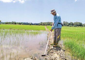 PESAWAH di Kelantan tetap komited mengusahakan tamanan padi meskipun berdepan pelbagai cabaran termasuk sawah jerlus. – UTUSAN/ROHANA ISMAIL