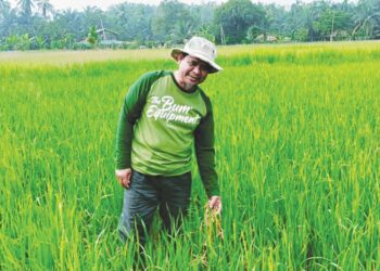 MOHD. Shukri Khaidir menunjukkan petak sawahnya yang diserang tikus di Kampung Telok Sama Gagah,  Selinsing di Bagan Serai, semalam. – UTUSAN/WAT KAMAL ABAS
