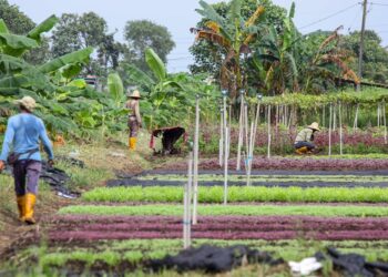 Sayur warga asing