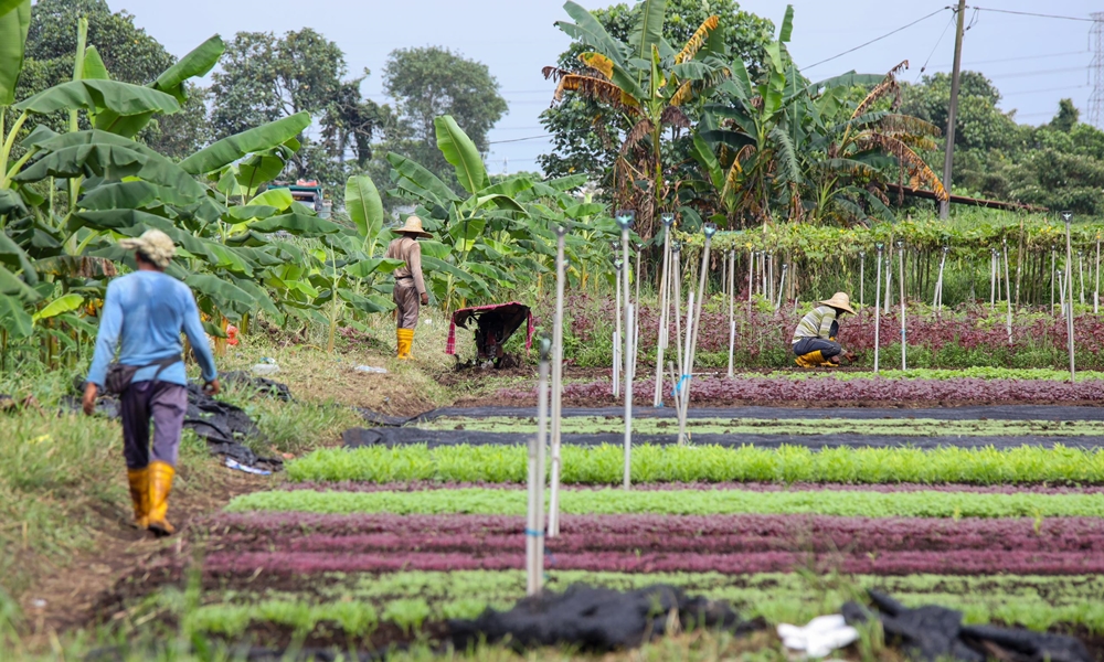Sayur warga asing