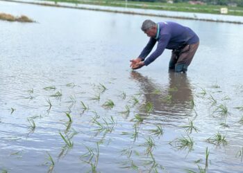 Isu kebajikan pesawah tetap sama walaupun `kartel' padi membuat keuntungan besar.