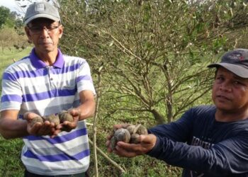 MOHAMAD Sulong (kanan) menunjukkan sebahagian daripada buah limau langkat yang rosak akibat banjir di Kampung Talong, Hulu Dungun, Dungun, semalam. - UTUSAN/NIK NUR IZZATUL HAZWANI NIK ADNAN