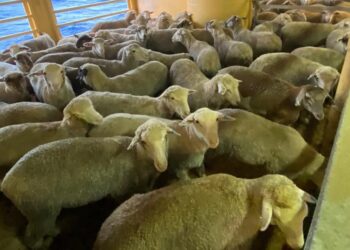 RIBUAN kambing biri-biri di atas kapal MV Bahijah yang berlabuh di luar pantai Australia Barat.-AGENSI