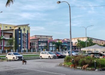 ANJING-ANJING liar ini berhak mendapatkan perlindungan sewajarnya supaya aspek kebersihan dijaga rapi oleh mana-mana rumah perlindungan haiwan. – GAMBAR KIRIMAN PEMBACA