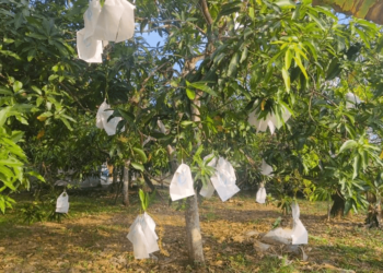 KEBANYAKAN pokok mempelam harumanis sekitar negeri ini mula berbunga dan dijangka mengeluarkan hasil bermula pertengahan April depan. -UTUSAN/ASYRAF MUHAMMAD