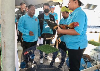 KAMARUZAMAN Hassan (kiri) melihat proses penjurian pada  Pertandingan Ayam Ratu Antarabangsa 2024 di Kota Bharu, Kelantan semalam- UTUSAN/ROSLIZA MOHAMED
