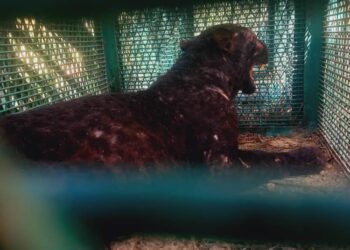 HARIMAU kumbang yang masuk perangkap dipasang Perhilitan di Felda Lasah, Sungai Siput hari ini. - UTUSAN