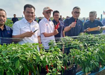 BAIDZAWI Che Mat (kiri) dan Zahari Sarip (dua dari kiri) menunjukkan tuaian cili pertama Projek Kecil Berimpak Tinggi Majlis Pembangunan Wilayah Ekonomi Pantai Timur (ECERDC) di Segamat, Johor.