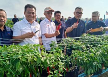 BAIDZAWI Che Mat (kiri) dan Zahari Sarip (dua dari kiri) menunjukkan tuaian cili pertama Projek Kecil Berimpak Tinggi Majlis Pembangunan Wilayah Ekonomi Pantai Timur (ECERDC) di Segamat, Johor.