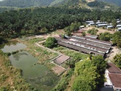 Ladang khinzir disyaki jadi punca pencemaran sungai