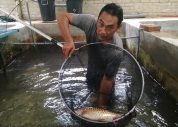 MOHD. Marzuki Abd. Ghani menunjukkan ikan kelah merah yang dipeliharanya di dalam kolam di rumahnya di Kampung Pasir Dula, Hulu Terengganu, semalam. - UTUSAN/NOOR HAYATI MAMAT