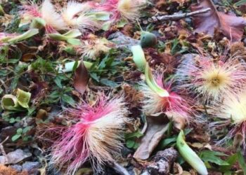 BUNGA putat kedang yang dijadikan ulam menjadi hidangan popular dalam kalangan penduduk di Perlis. – UTUSAN/SYAMIL ABD. RAHMAN