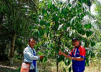 APONG Baher (kiri) menunjukkan pokok kopi yang berusia lebih tiga tahun di Kampung Palawan, Langkap, Teluk Intan. - UTUSAN/ MEGAT LUTFI MEGAT RAHIM