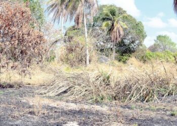 CUACA panas di Perlis sehingga mencecah suhu 37 darjah Celsius mengakibatkan pokok-pokok dan rumput menjadi kering dan mati. – UTUSAN/IZLIZAN OTHMAN