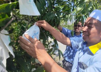 RAZALI Saad melihat perkembangan pengeluaran harumanis di kawasan projek kelompok di Bohor Janggus, Kangar, Perlis.