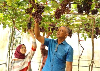 SYED NORHAIMI Syed Zain dan anaknya Sharifah Irdina  menunjukkan buah anggur yang ditanamnya di Pusat Pertanian Temin di Jerantut, Pahang. - UTUSAN/SALEHUDIN MAT RASAD