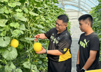 TUANKU Syed Faizuddin Putra Jamalullail dan Syed Sirajuddin Areeb Putra Jamalullail memulakan simbolik kutipan hasil dengan memotong tangkal buah  ‘Sea Sweet Golden Melon'  di Ladang Taman Desa Asnaf MAIPs Batu Bertangkup, Perlis semalam.-UTUSAN