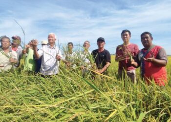 PETANI di Kampung Padang Makau, Dulang Kecil menunjukkan padi mereka yang tidak menjadi pada musim kali ini di Yan, Kedah.